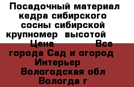 Посадочный материал кедра сибирского (сосны сибирской) крупномер, высотой 3-3.5  › Цена ­ 19 800 - Все города Сад и огород » Интерьер   . Вологодская обл.,Вологда г.